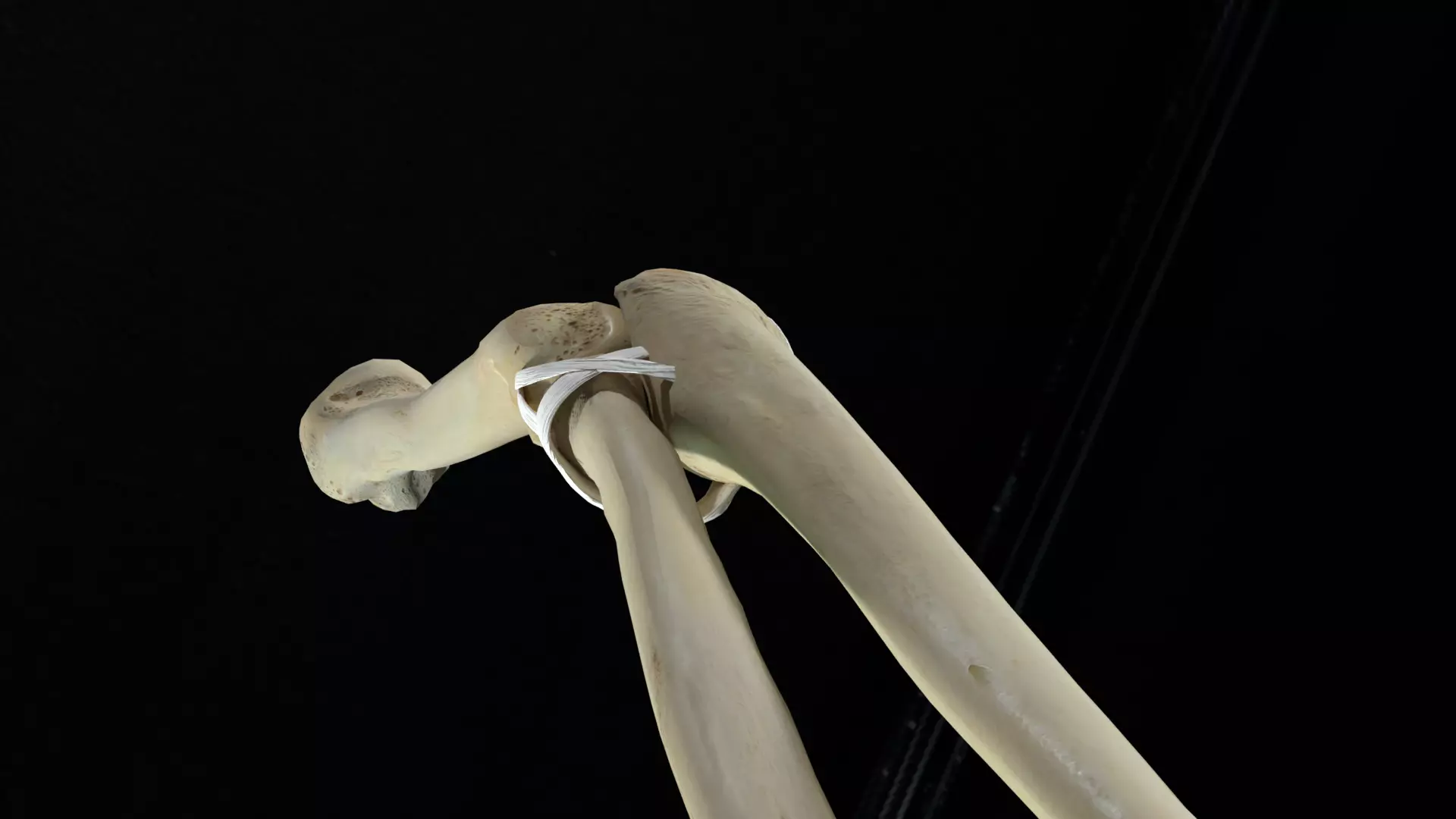 Elbow with muscles and ligaments 3D model_0