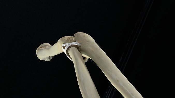 Elbow with muscles and ligaments 3D model