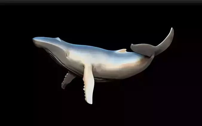 whale humpback 3D print model