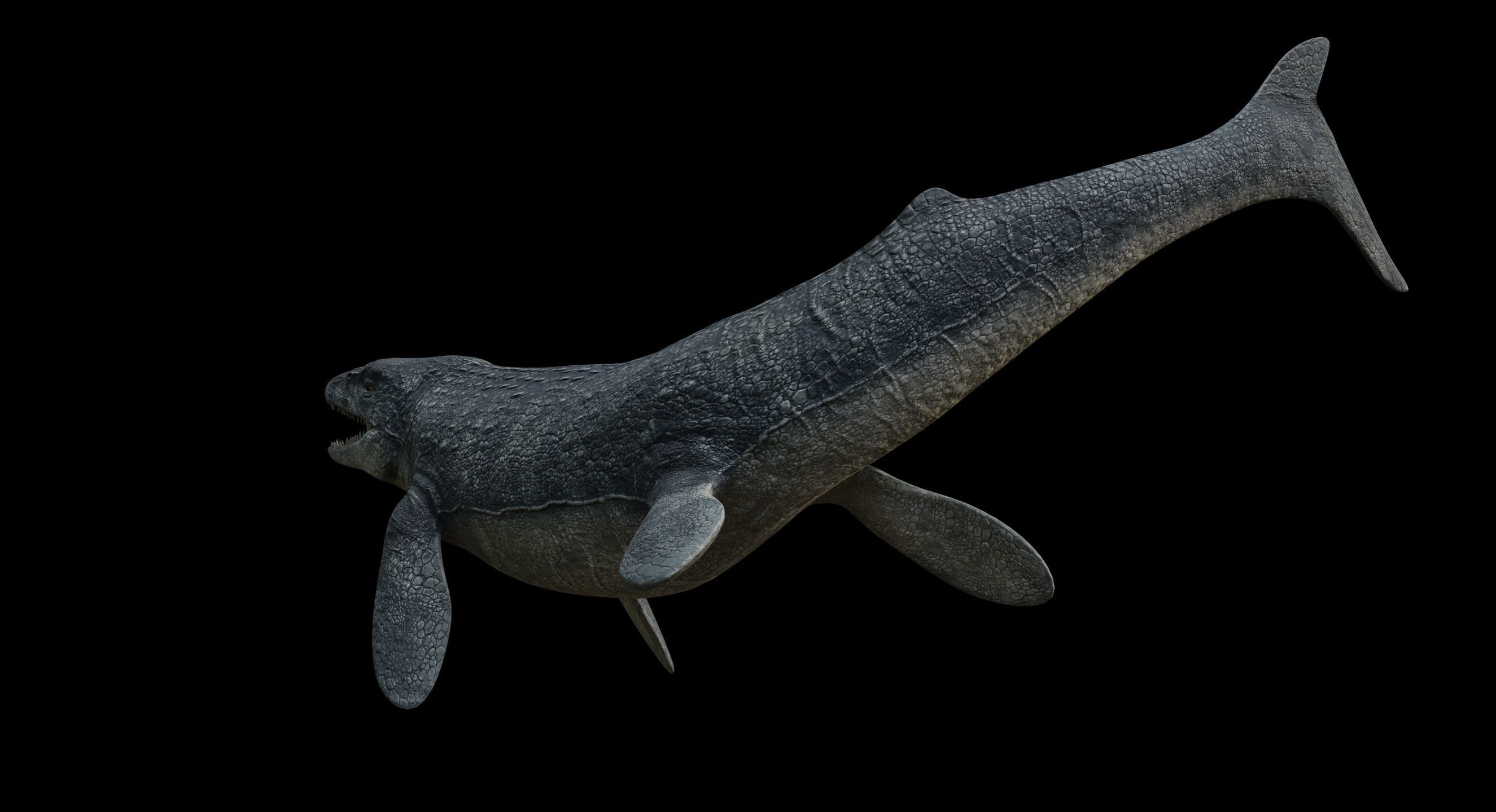 Mosasaurus Mosasaur Low-poly 3D model_5
