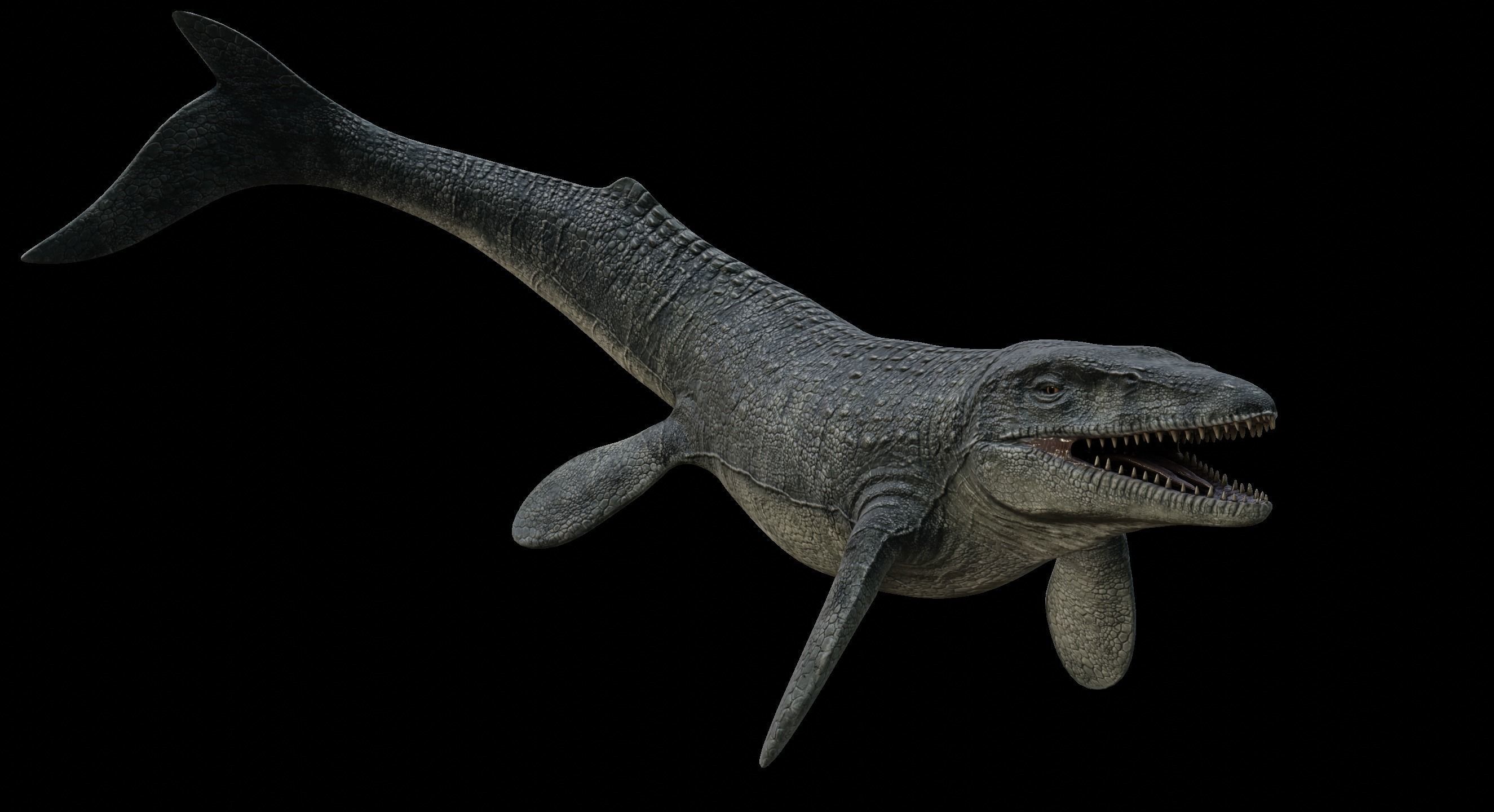 Mosasaurus Mosasaur Low-poly 3D model_32
