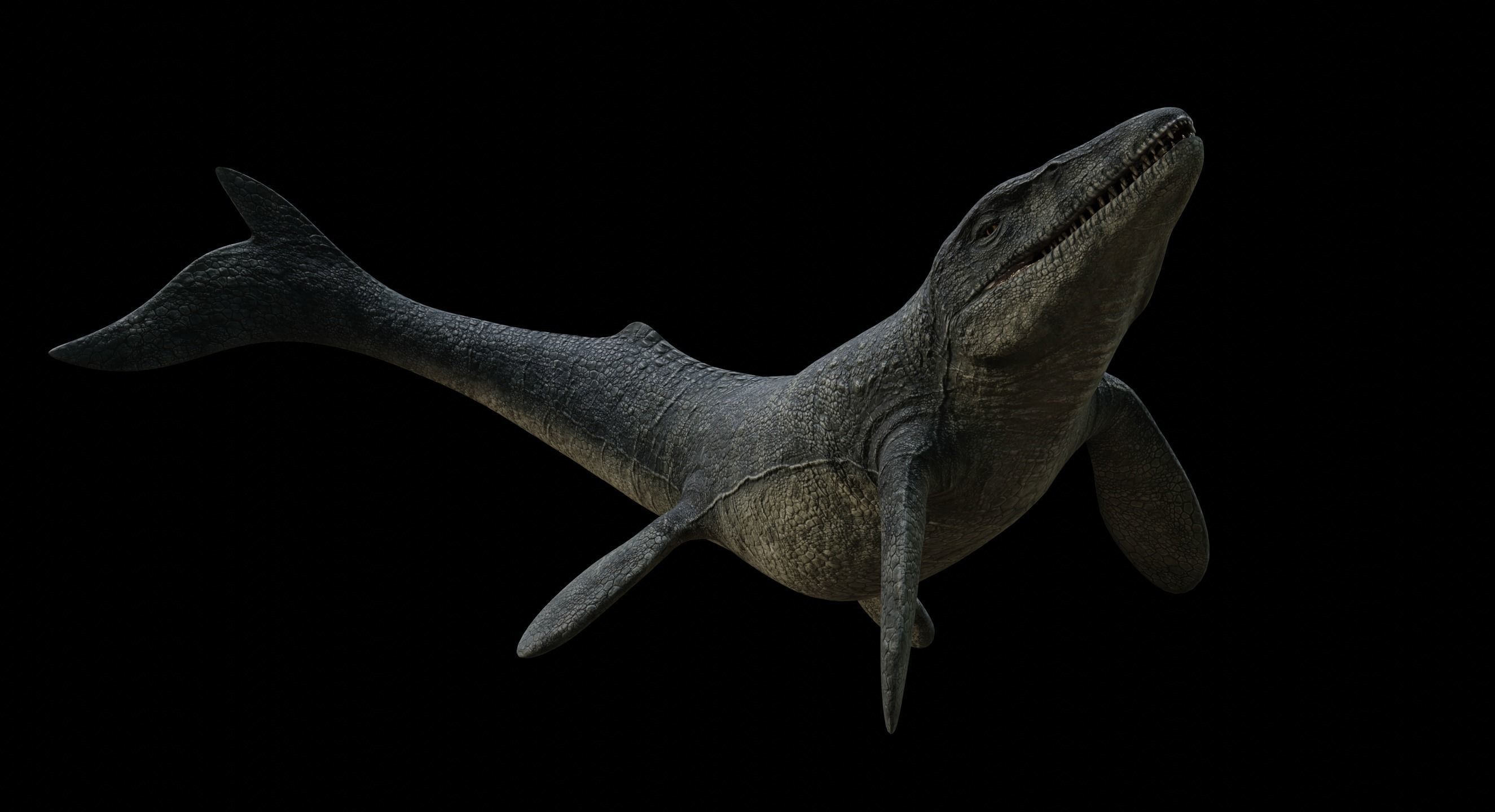 Mosasaurus Mosasaur Low-poly 3D model_30