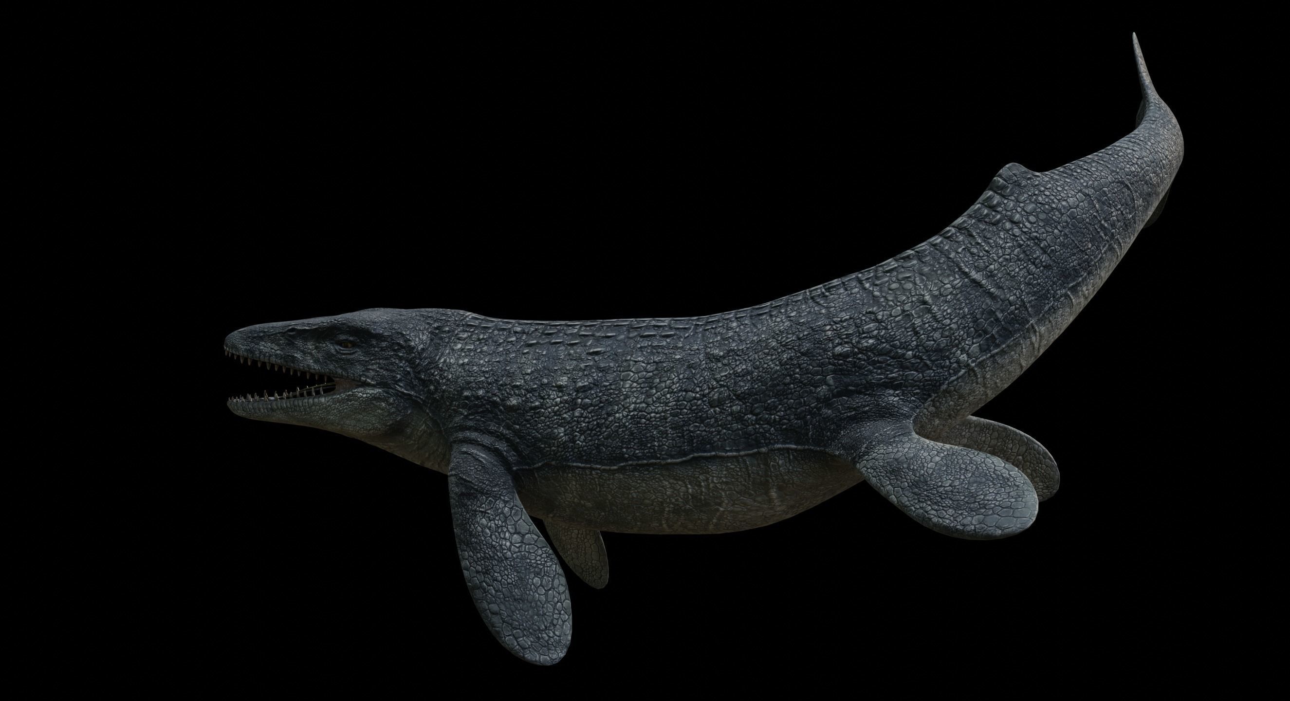 Mosasaurus Mosasaur Low-poly 3D model_11