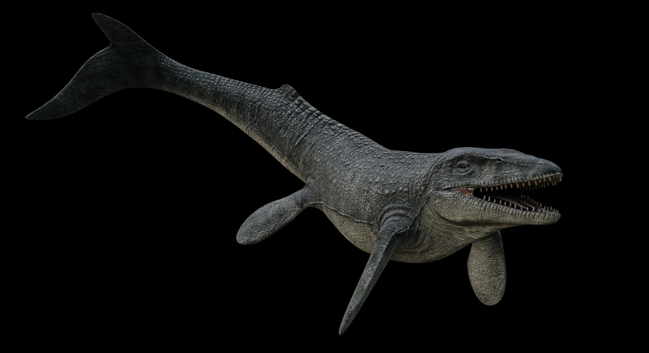 Mosasaurus Mosasaur Low-poly 3D model_28
