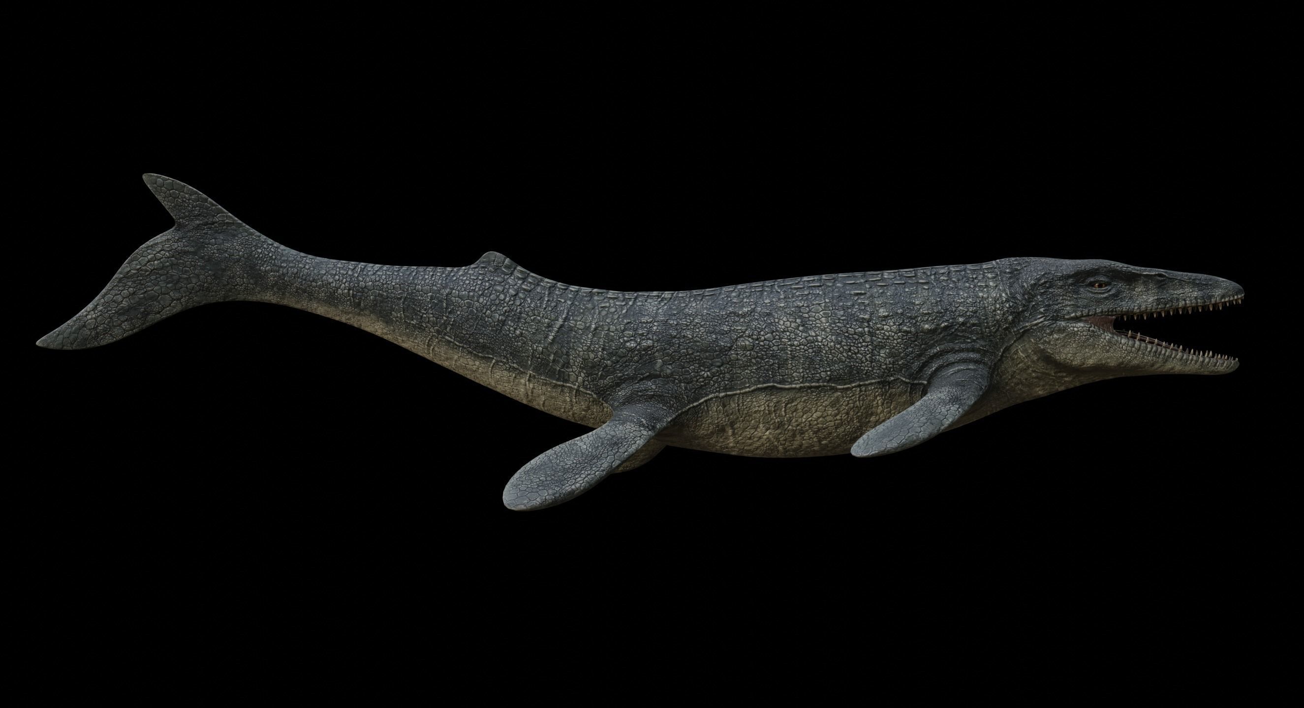 Mosasaurus Mosasaur Low-poly 3D model_23