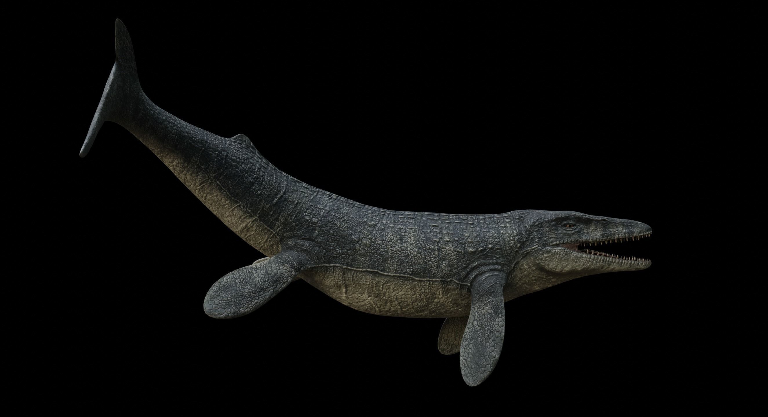Mosasaurus Mosasaur Low-poly 3D model_29