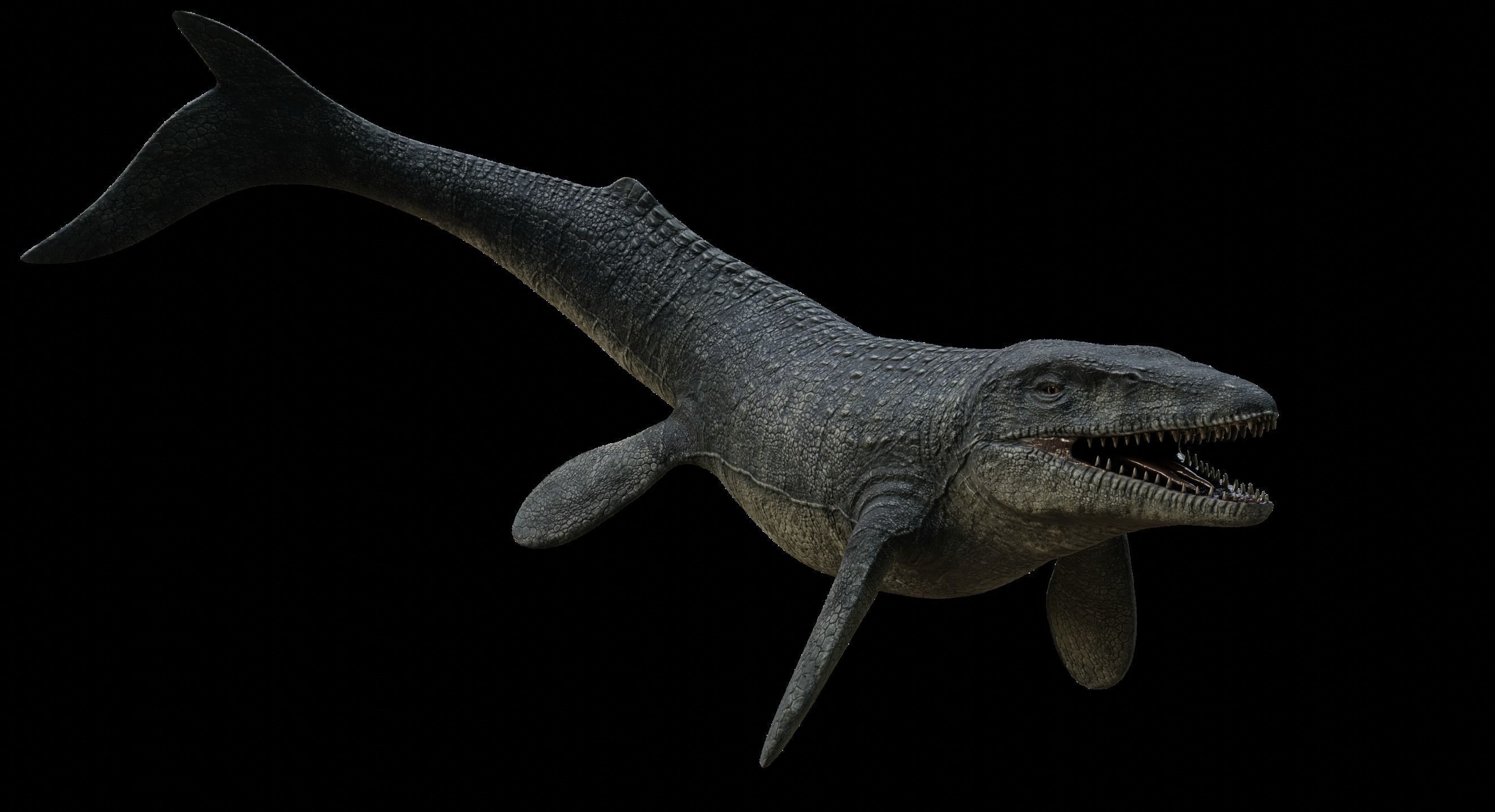 Mosasaurus Mosasaur Low-poly 3D model_31