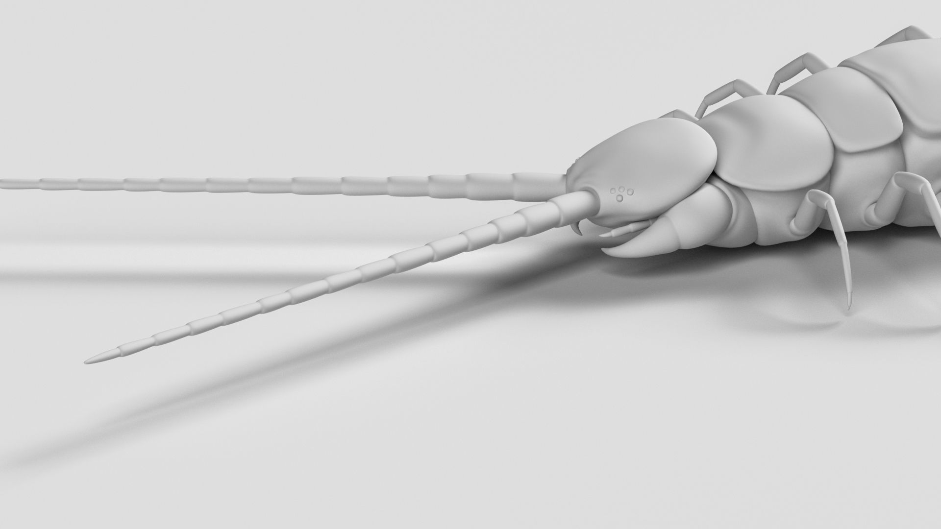 Amazonian giant centipede - Scolopendra gigantea  3D model_5