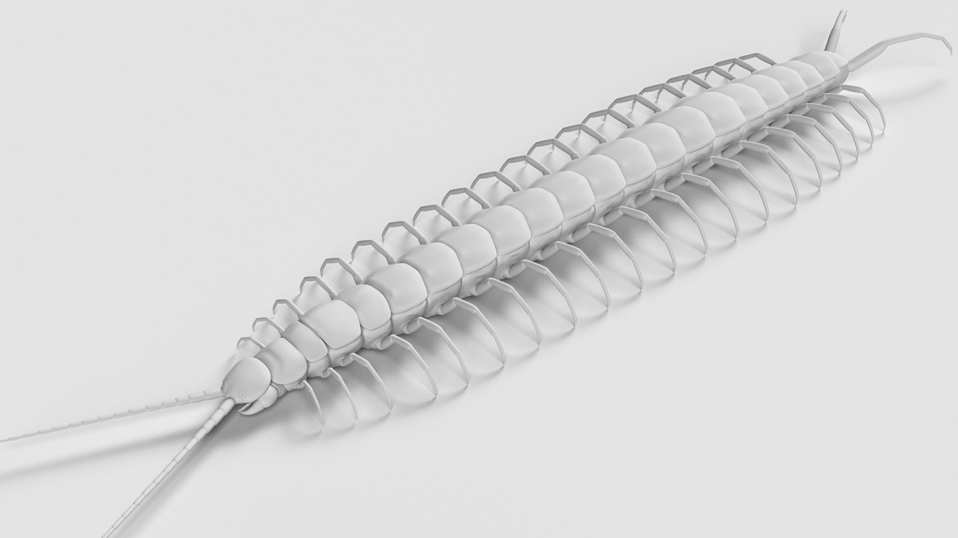Amazonian giant centipede - Scolopendra gigantea  3D model_6