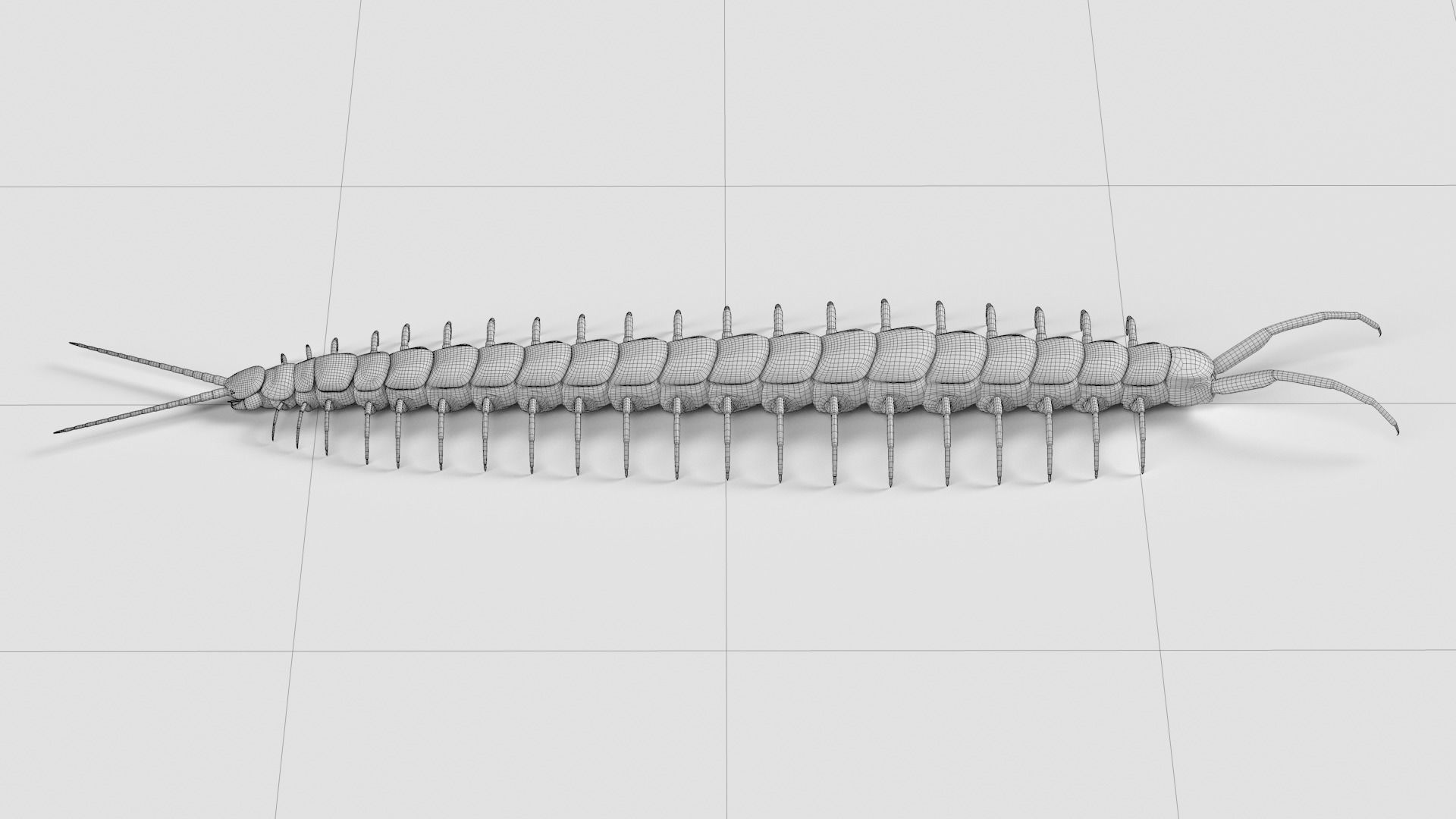 Amazonian giant centipede - Scolopendra gigantea  3D model_9