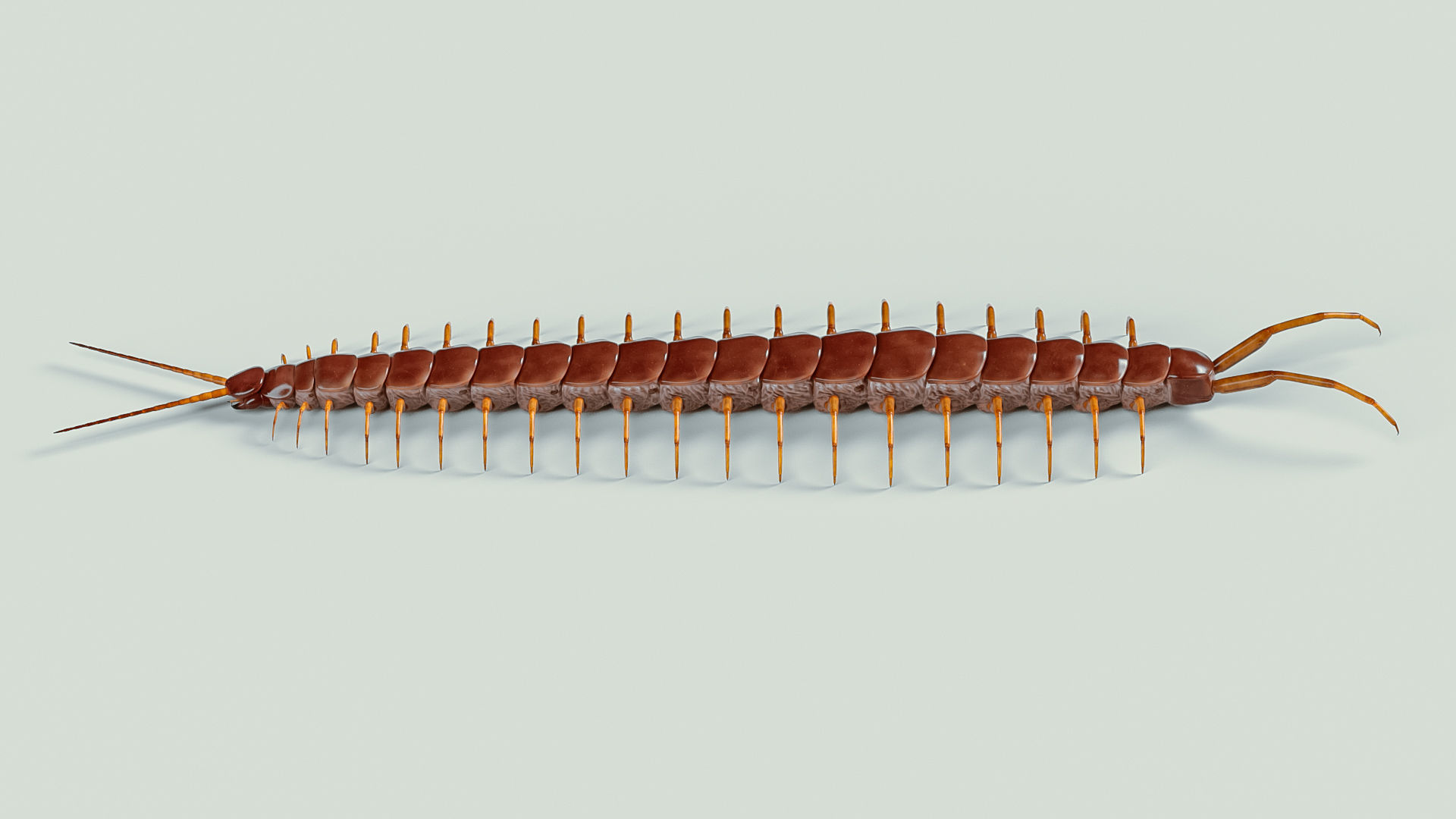 Amazonian giant centipede - Scolopendra gigantea  3D model_3