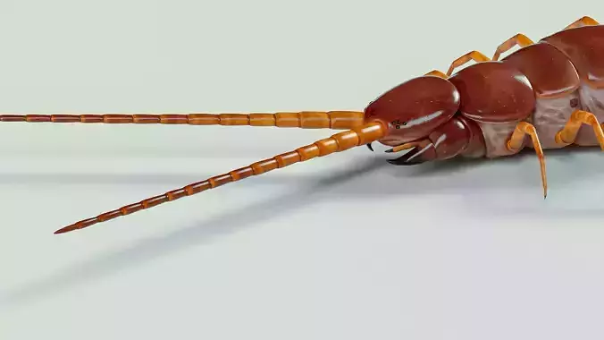 Amazonian giant centipede - Scolopendra gigantea  3D model