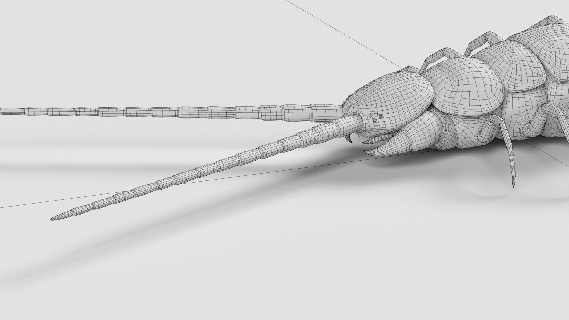 Amazonian giant centipede - Scolopendra gigantea  3D model_8