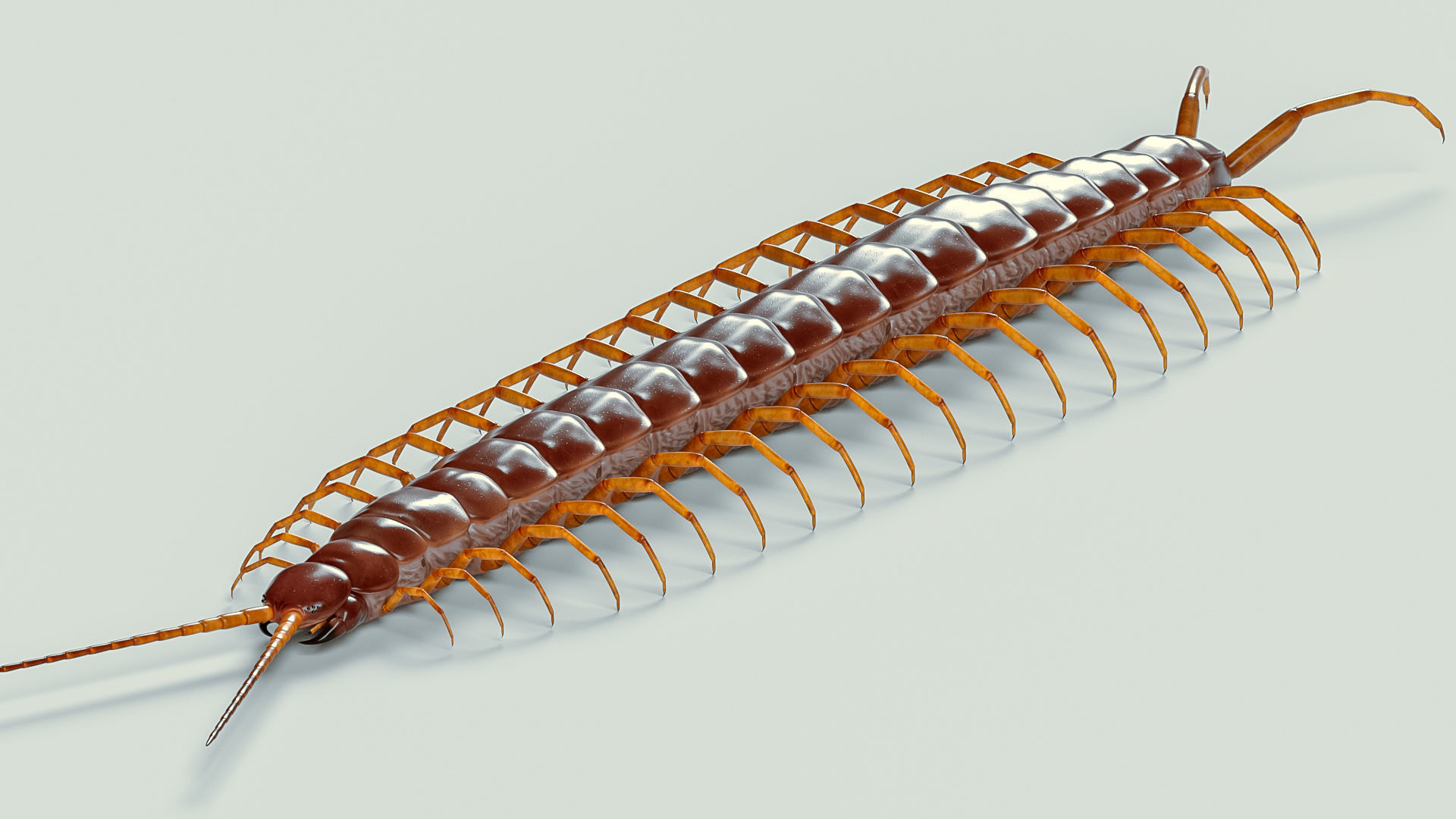 Amazonian giant centipede - Scolopendra gigantea  3D model_2