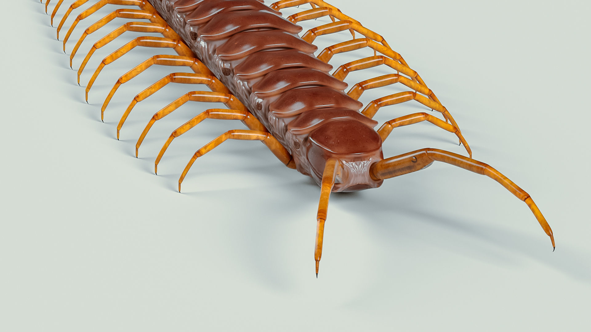 Amazonian giant centipede - Scolopendra gigantea  3D model_4