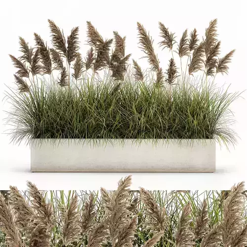 Pampas grass for landscaping 1069