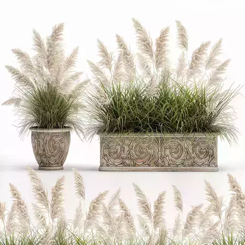 Pampas grass for landscaping in a classic flowerpot 1068