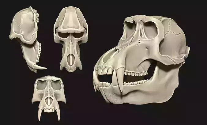 Baboon Skull CNC and 3D print model