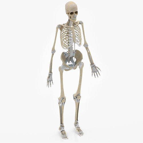 Human Skeleton with Ligaments 3D model