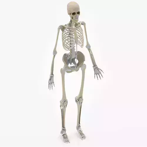 Human Skeleton with Ligaments 3D model