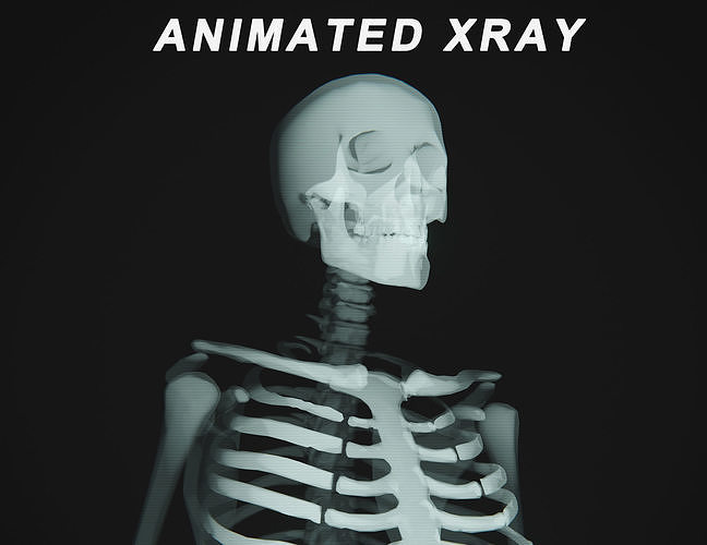 Human Xray Animated Low-poly 3D model