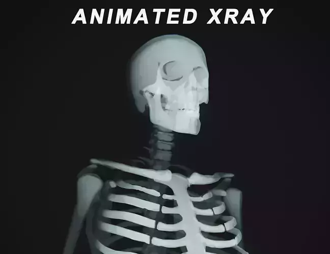 Human Xray Animated Low-poly 3D model