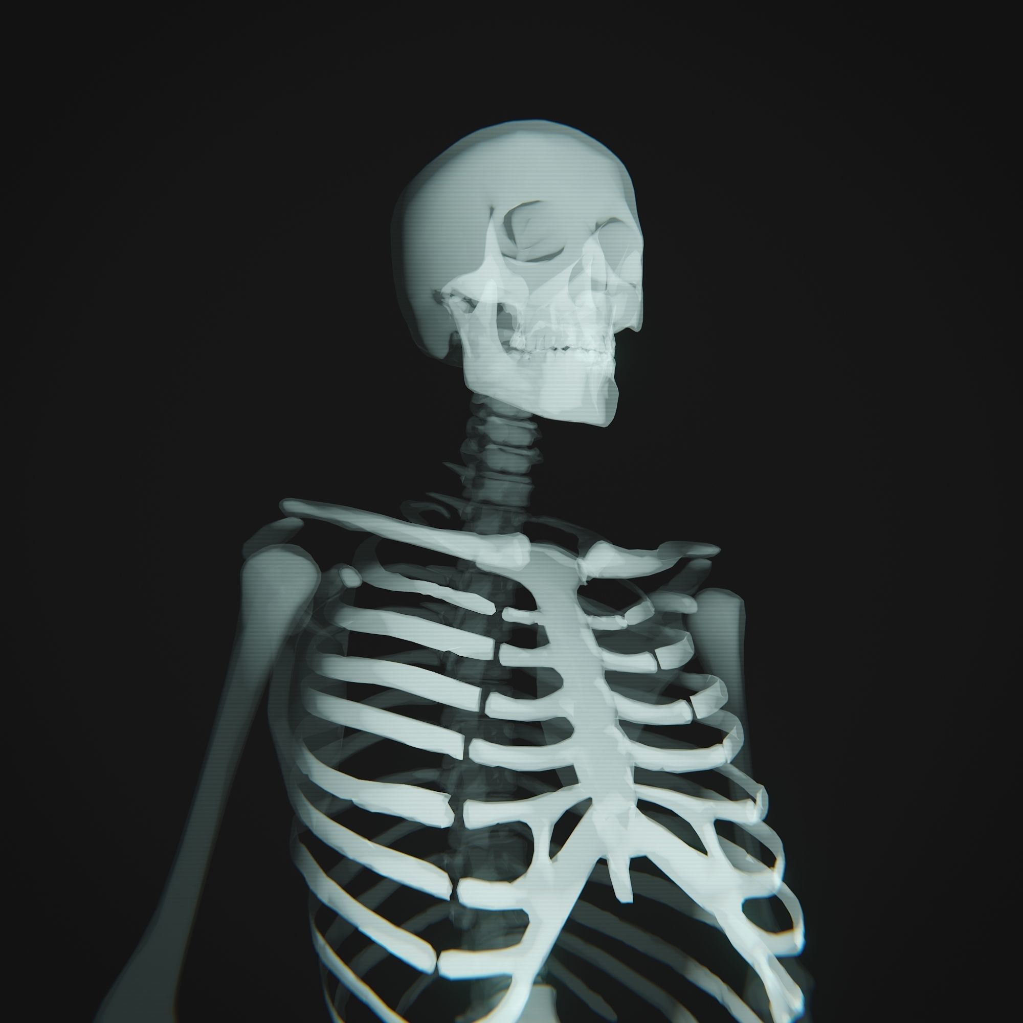 Human Xray Animated Low-poly 3D model_1