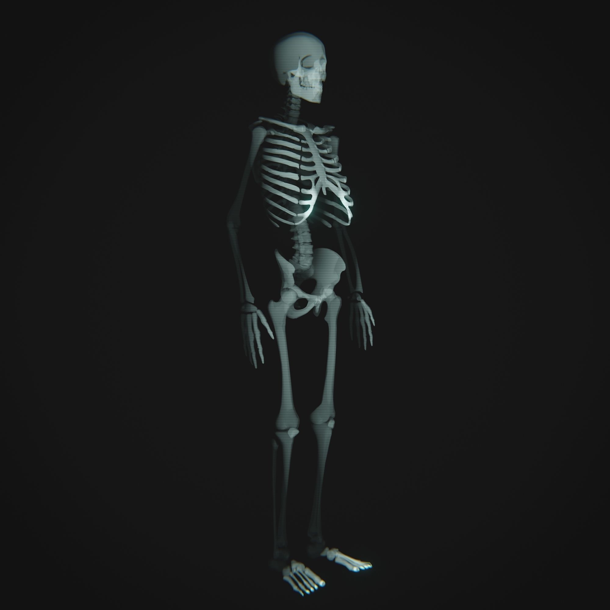 Human Xray Animated Low-poly 3D model_6
