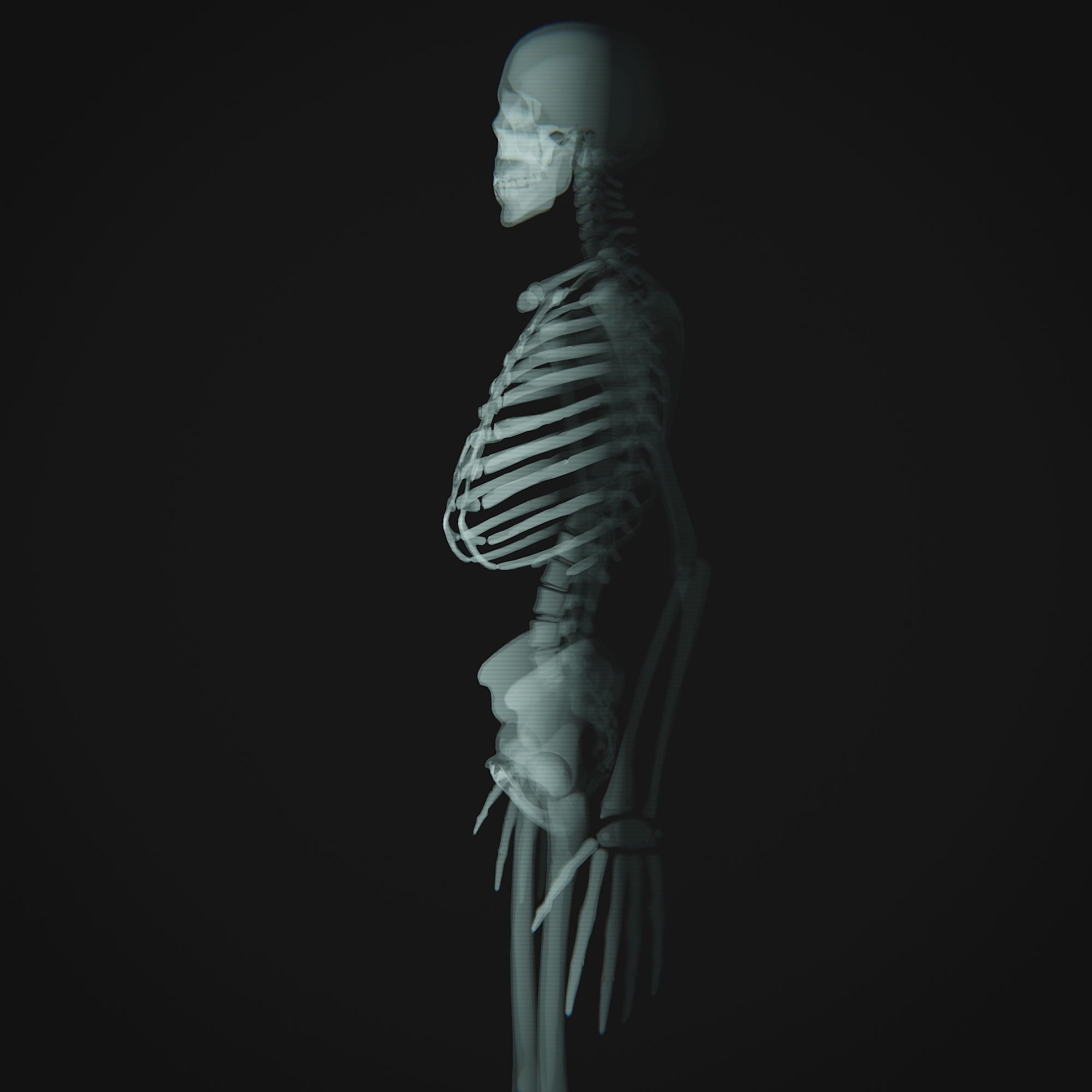 Human Xray Animated Low-poly 3D model_3