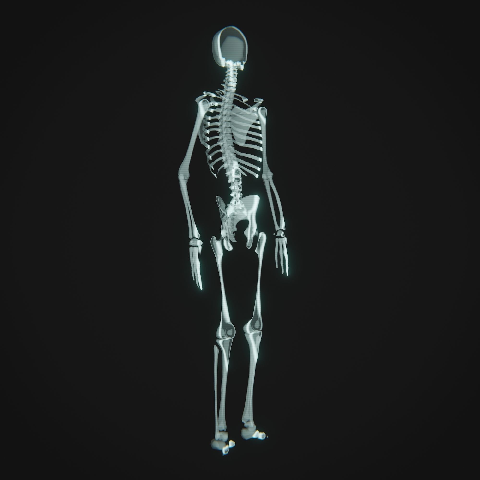 Human Xray Animated Low-poly 3D model_10