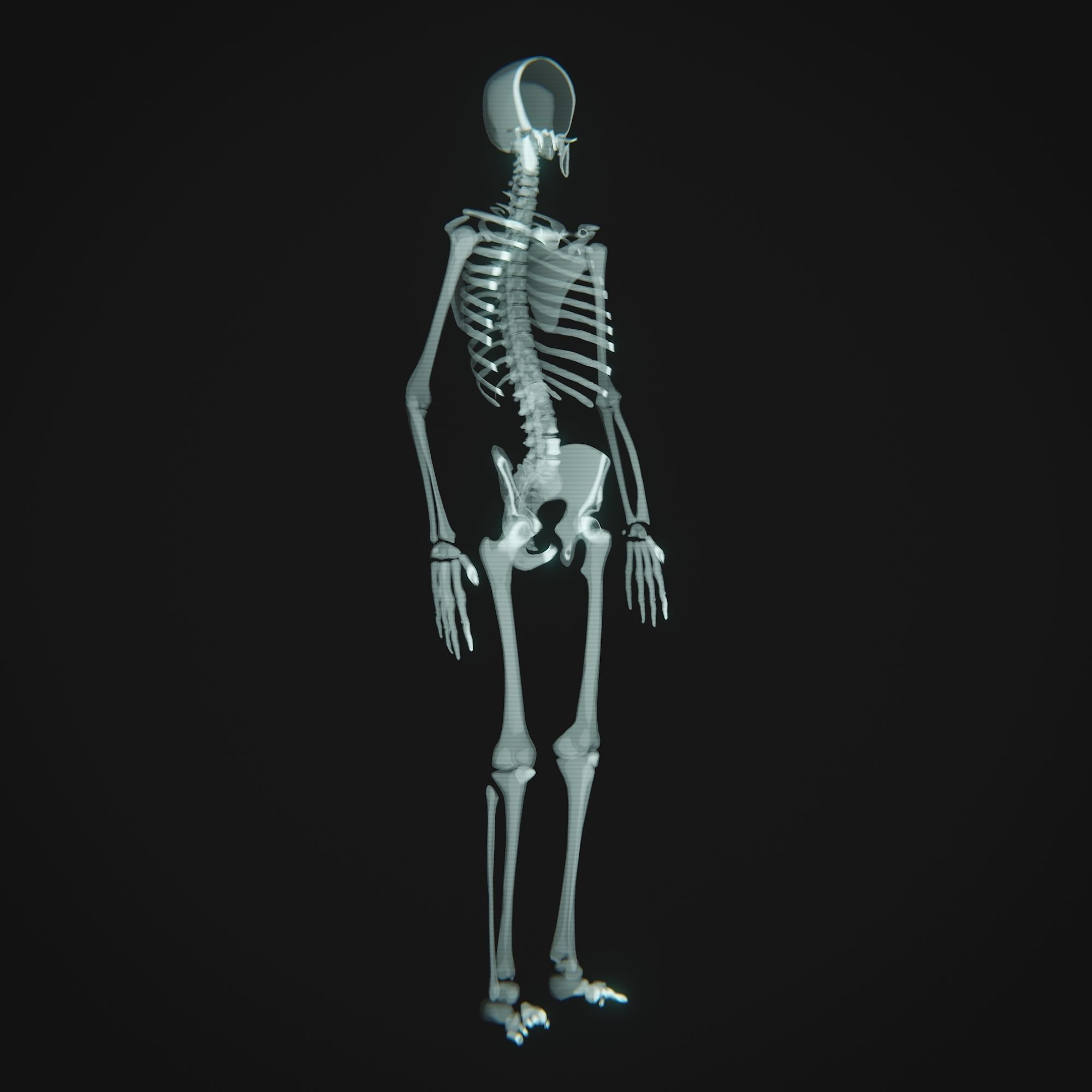Human Xray Animated Low-poly 3D model_9