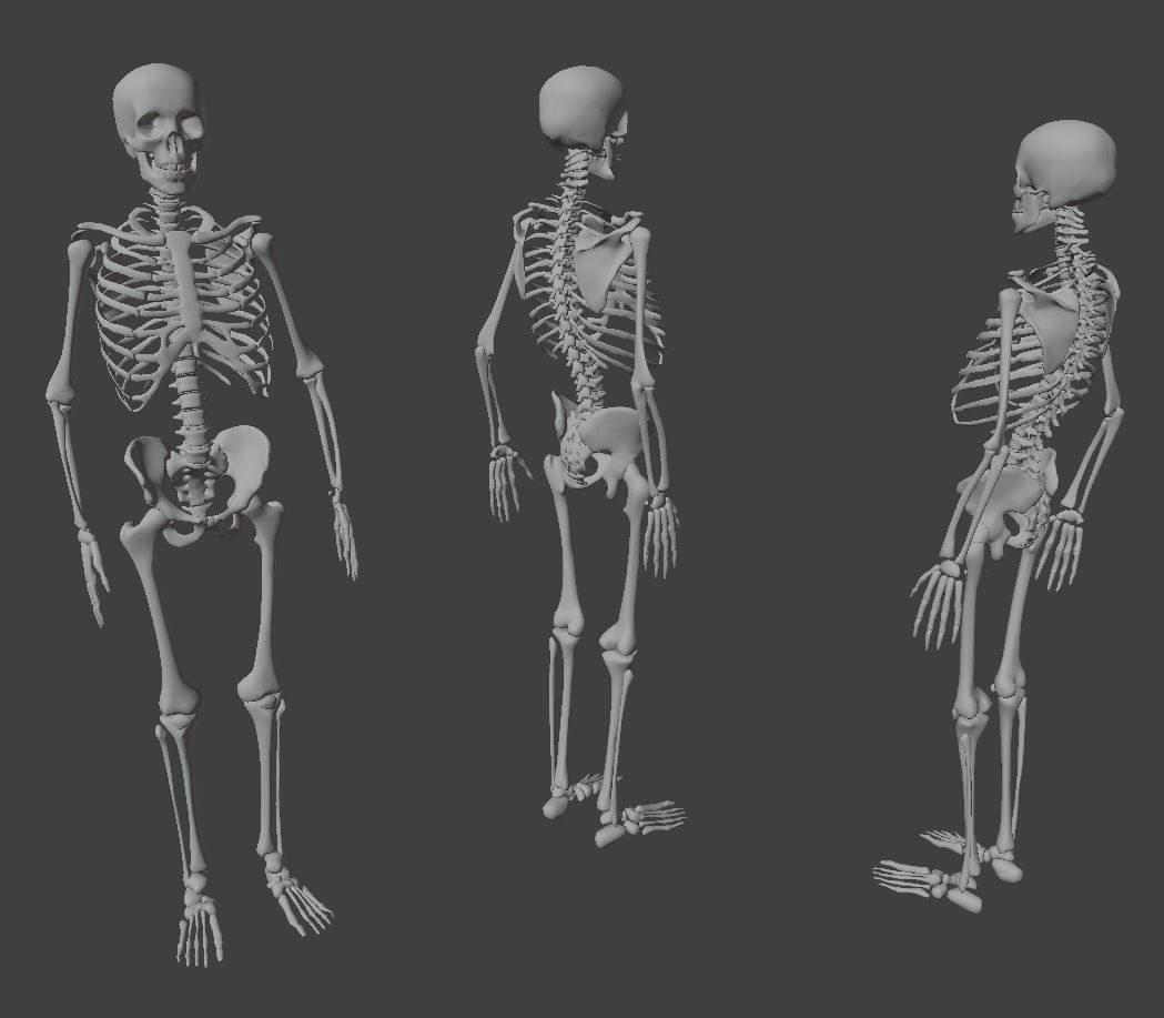 Human Xray Animated Low-poly 3D model_11