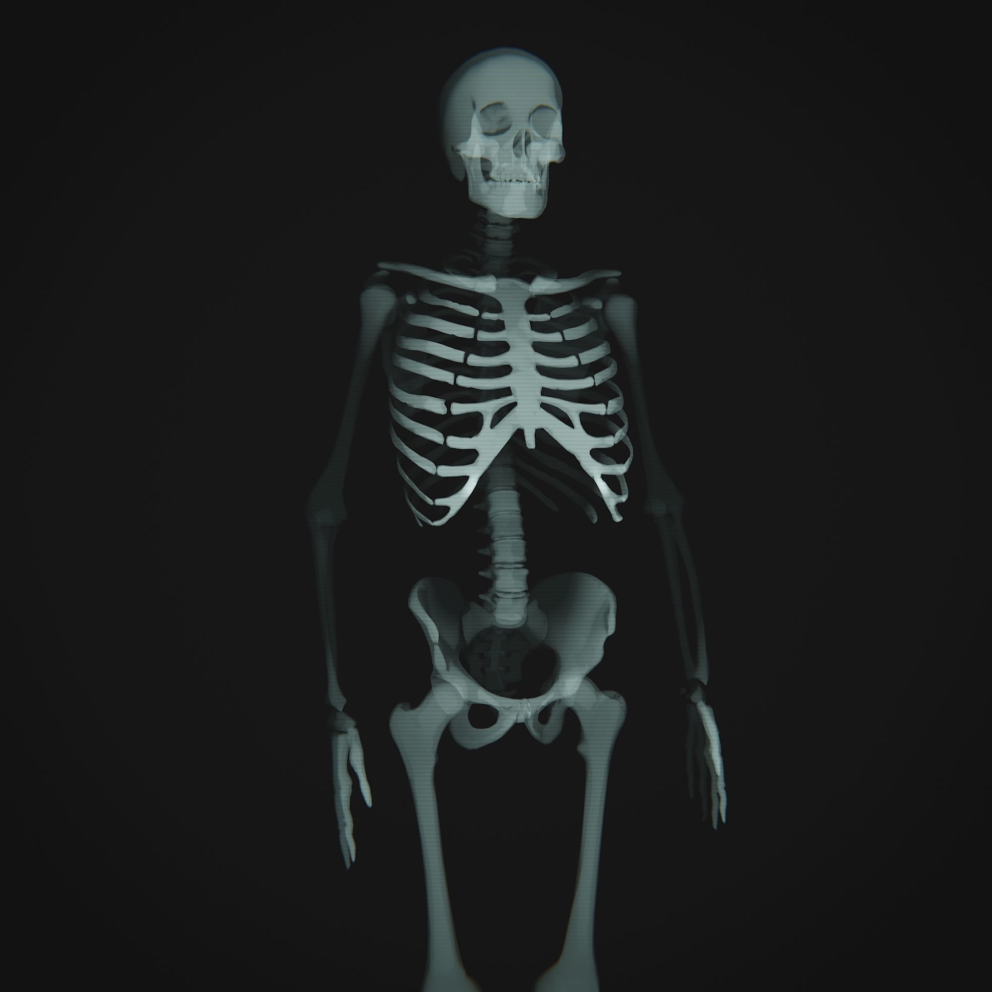 Human Xray Animated Low-poly 3D model_4