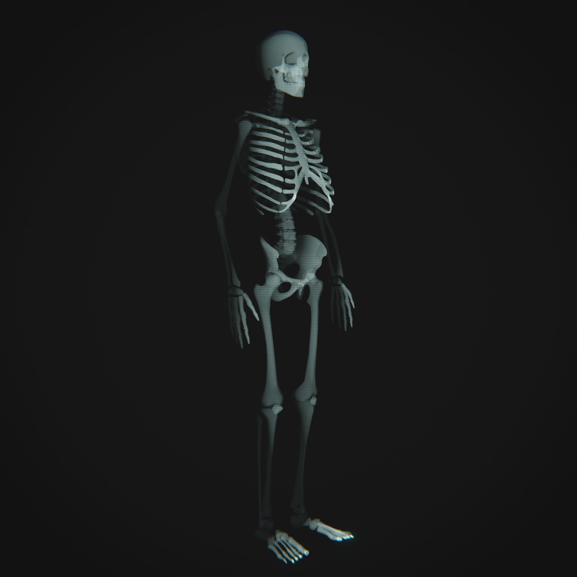 Human Xray Animated Low-poly 3D model_5