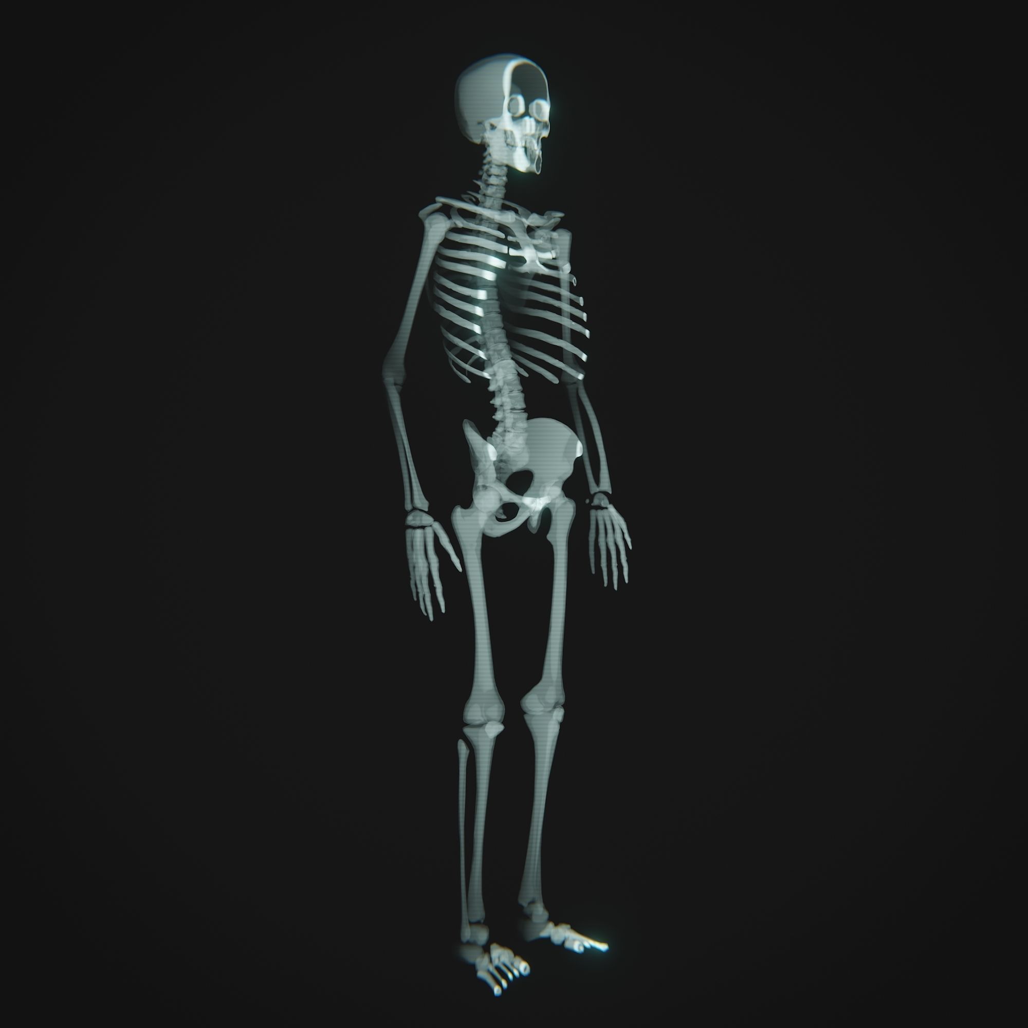 Human Xray Animated Low-poly 3D model_7