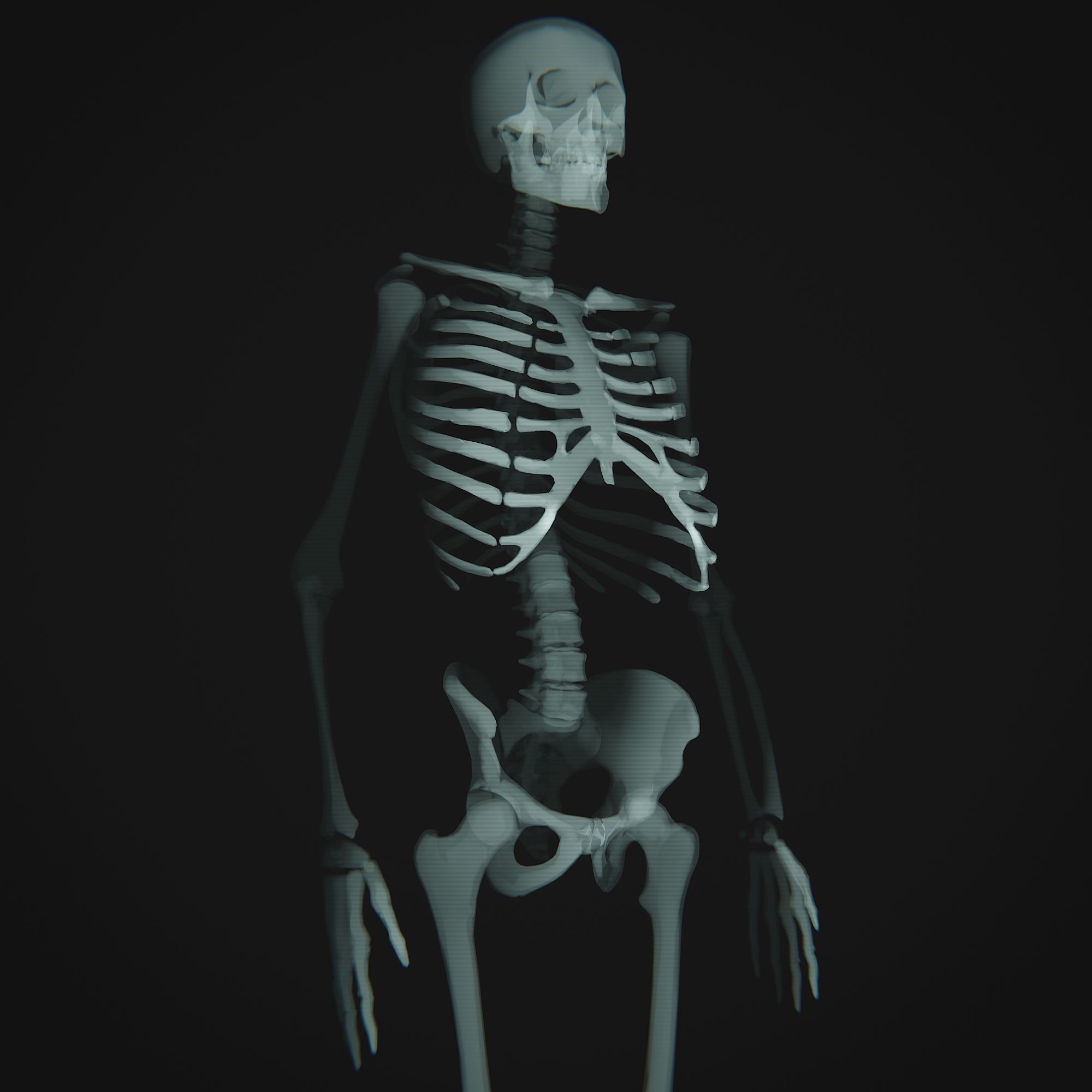 Human Xray Animated Low-poly 3D model_2