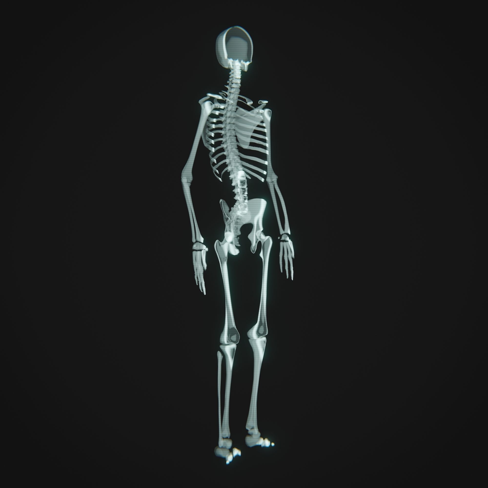Human Xray Animated Low-poly 3D model_8