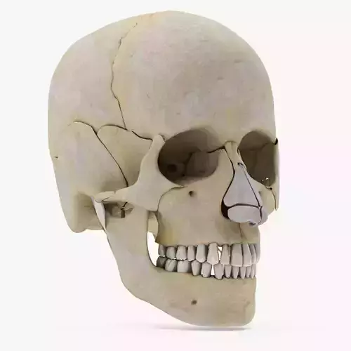 Human Skull Anatomy