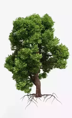 Ash-leaved tree ver 0-3