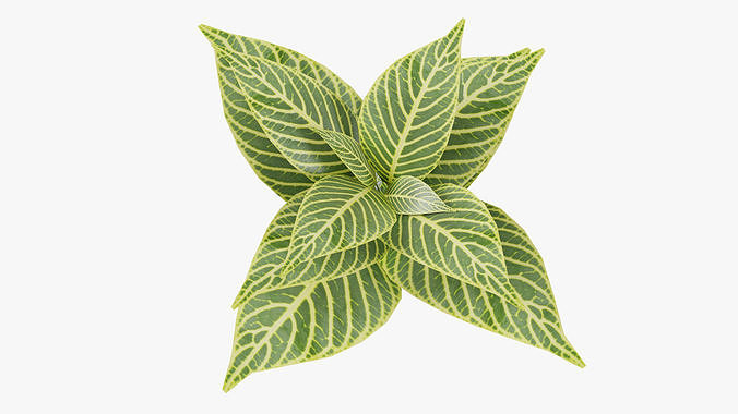 Plant leafy Low-poly 3D model