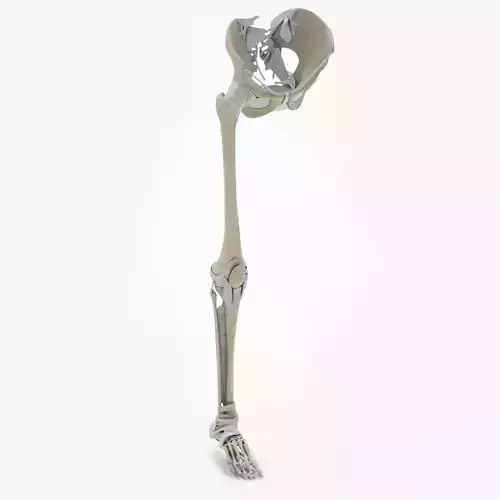 Lower Limb Skeleton