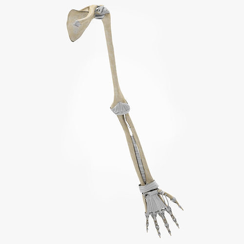 Upper Limb Skeleton 3D model