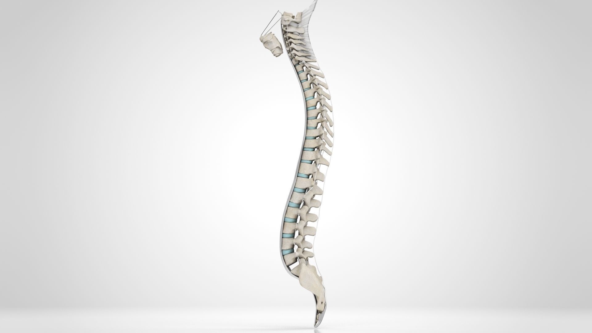 Vertebral Column Anatomy 3D model_10