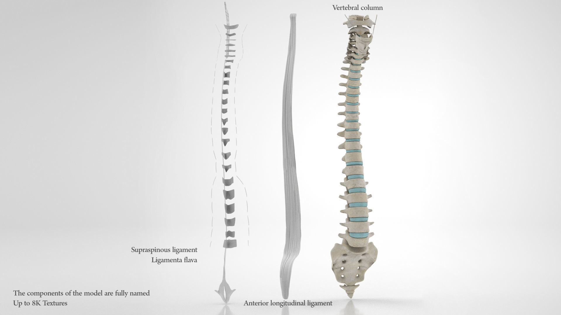 Vertebral Column Anatomy 3D model_3