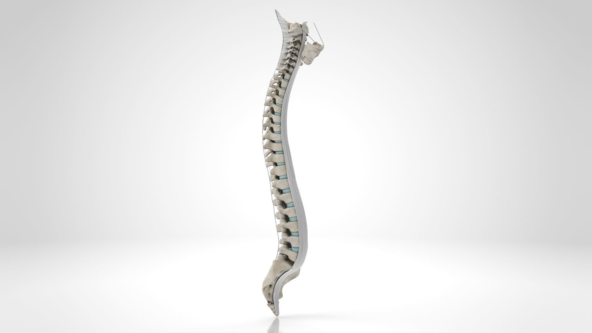 Vertebral Column Anatomy 3D model_5