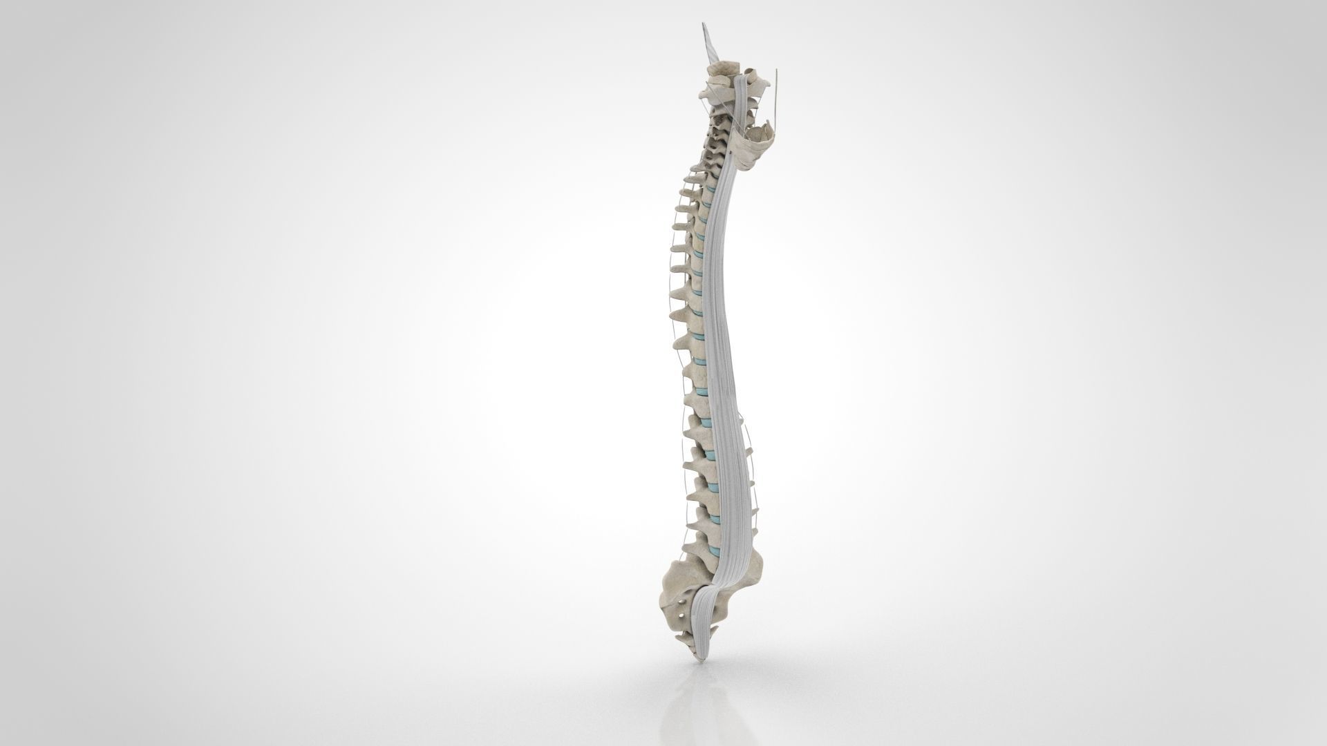 Vertebral Column Anatomy 3D model_7