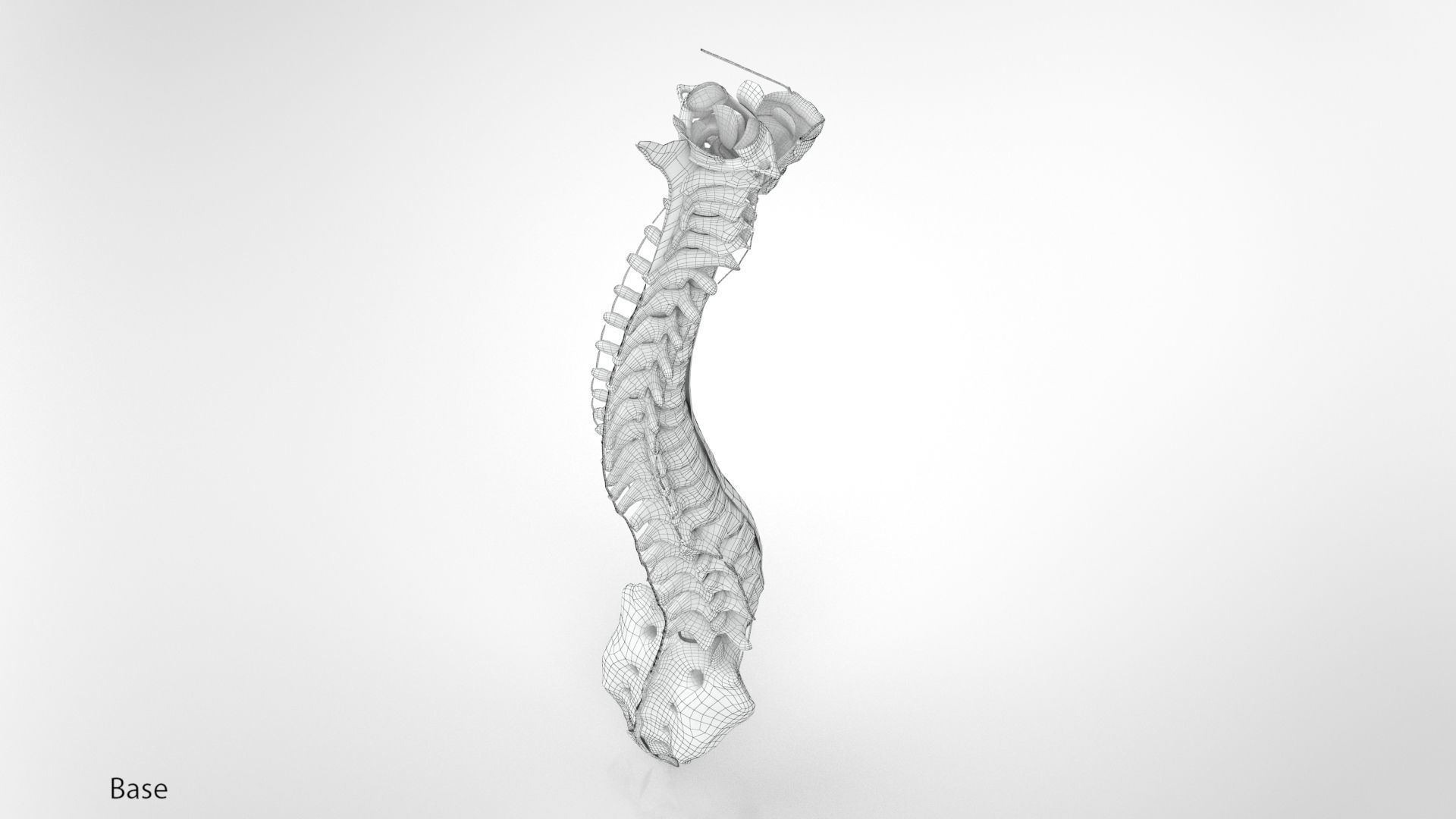 Vertebral Column Anatomy 3D model_16
