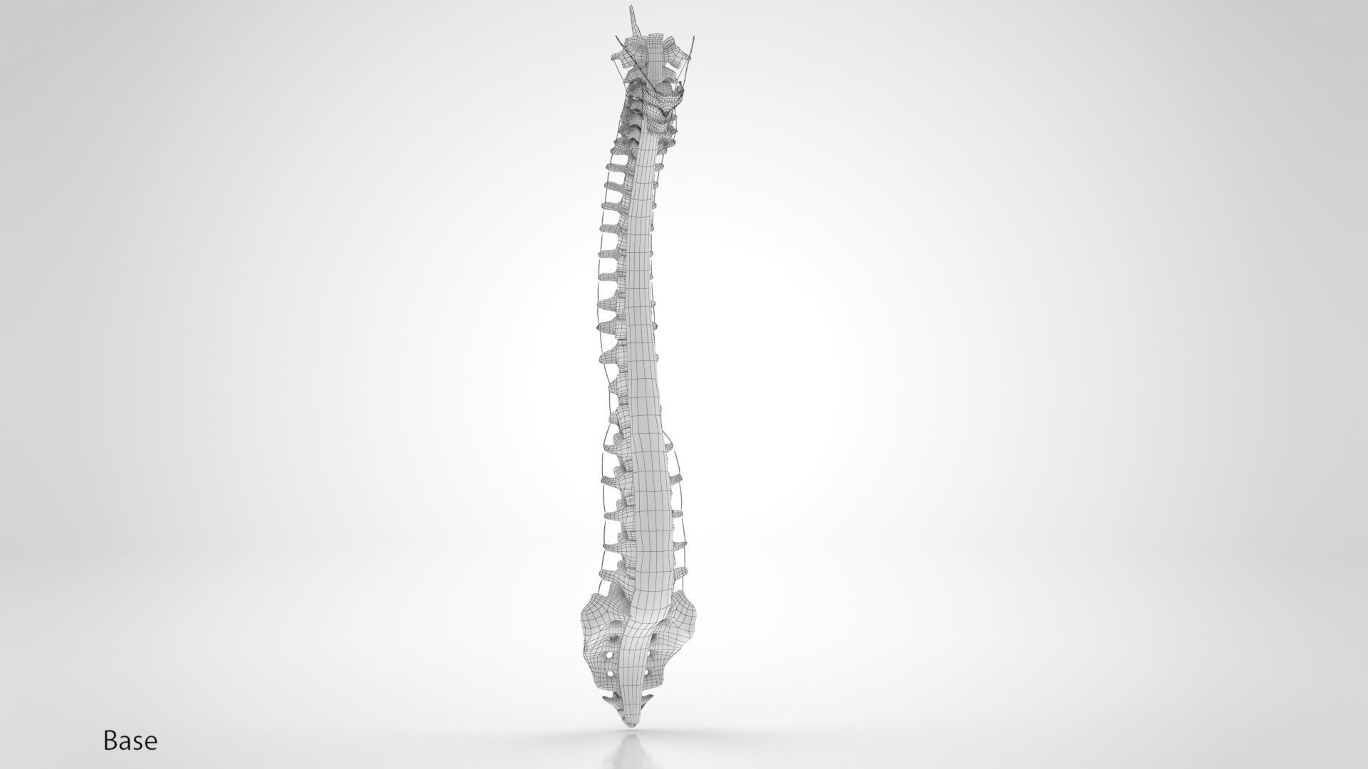 Vertebral Column Anatomy 3D model_19