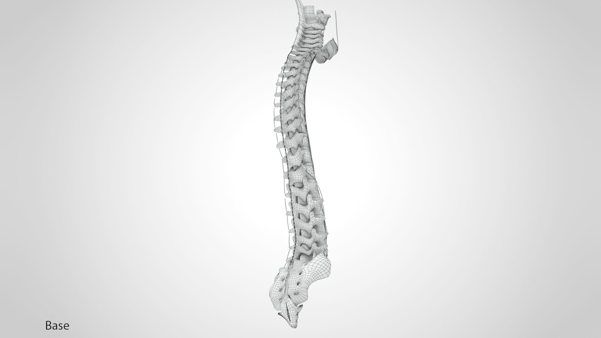 Vertebral Column Anatomy 3D model_17
