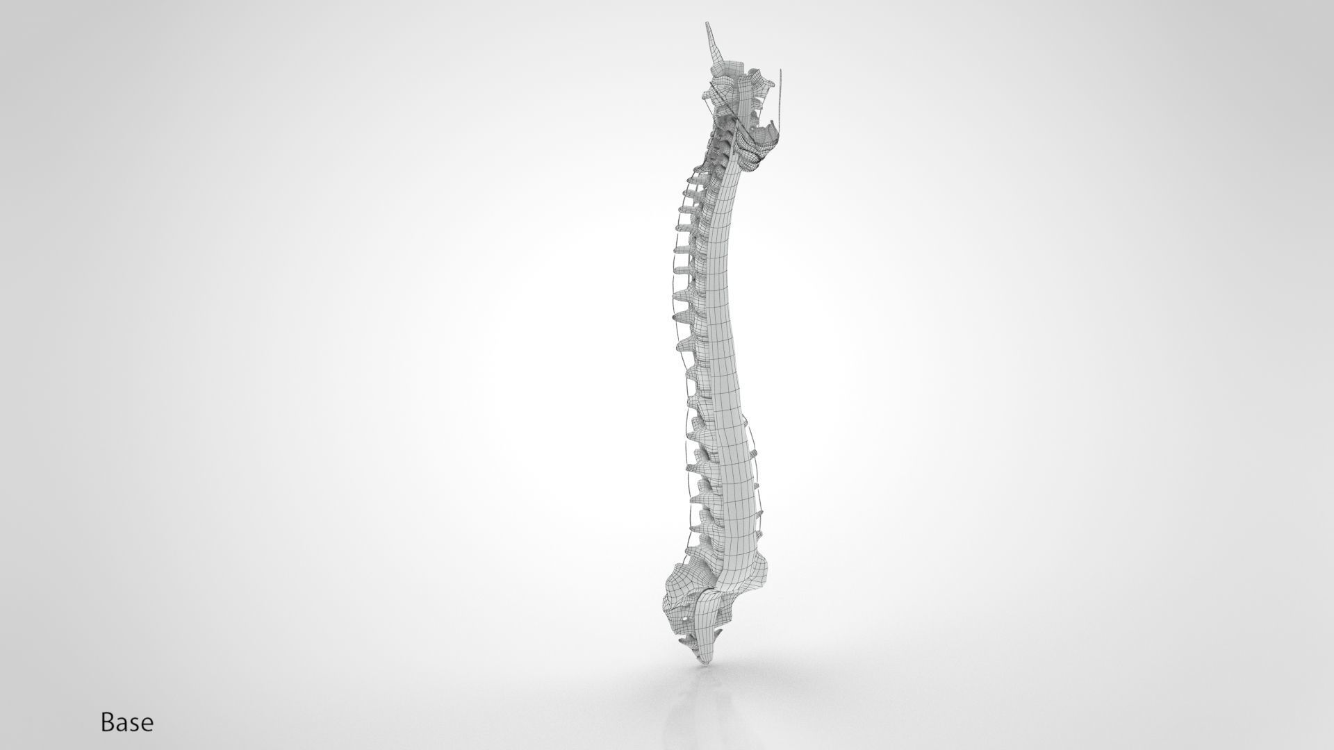 Vertebral Column Anatomy 3D model_15